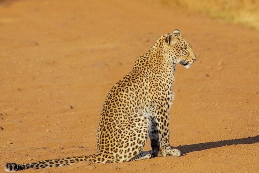 En leopard sidder på sandet terræn. 4