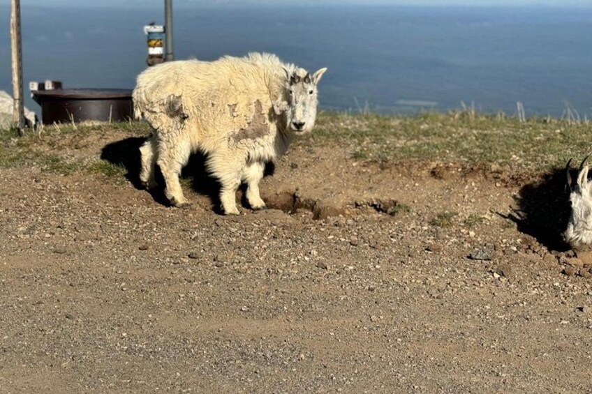 A goat on a rocky hillside with a body of water in the background. 5