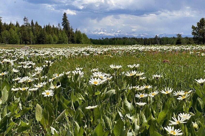 Ein Feld voller weißer Gänseblümchen mit einem Wald und Bergen im Hintergrund. 2
