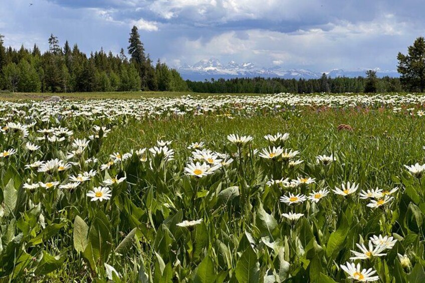 A field of white daisies with a forest and mountains in the background. 3