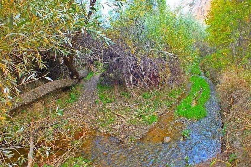 A narrow stream with a fallen tree, surrounded by dense foliage. 3