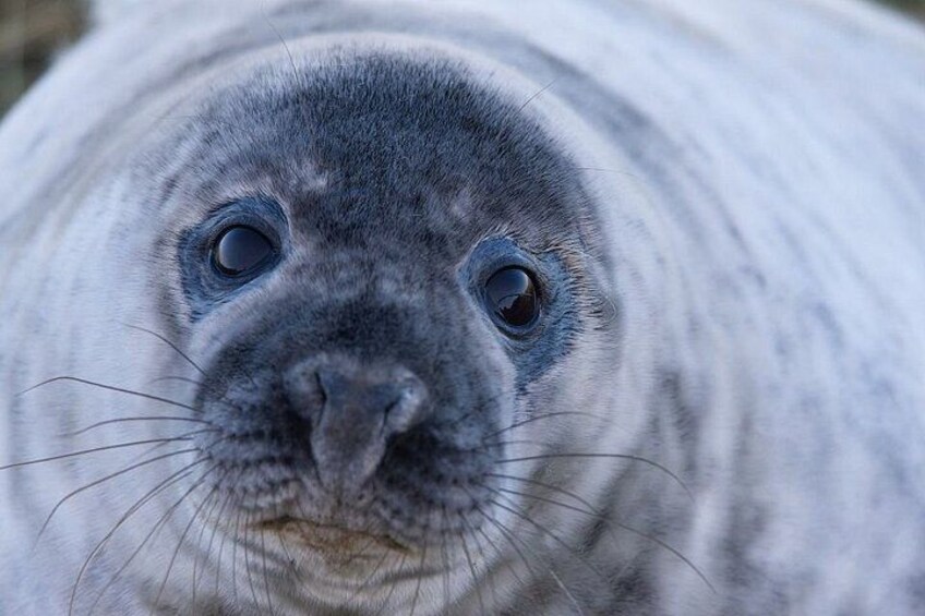 A seal with a smooth, grey fur texture and visible whiskers. 2