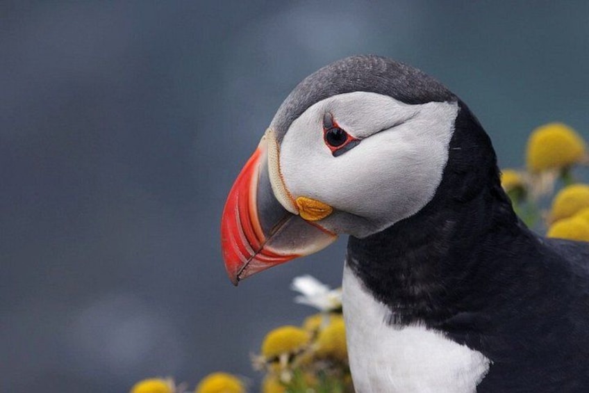 A puffin with a distinctive black and white plumage, a bright orange beak, and a red eye. 3