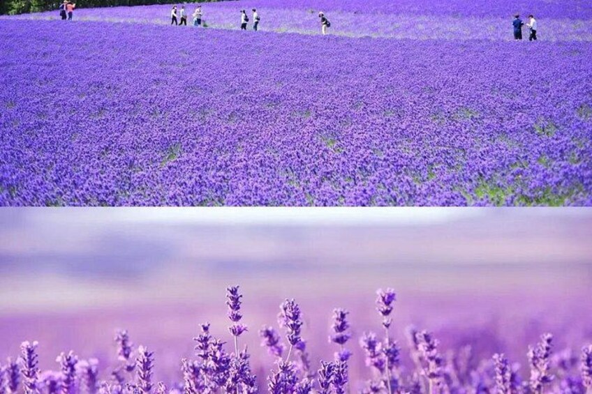 Experience the healing nature of Furano lavender 4