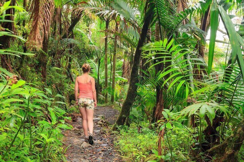 A person walking on a forest path surrounded by lush greenery. 5