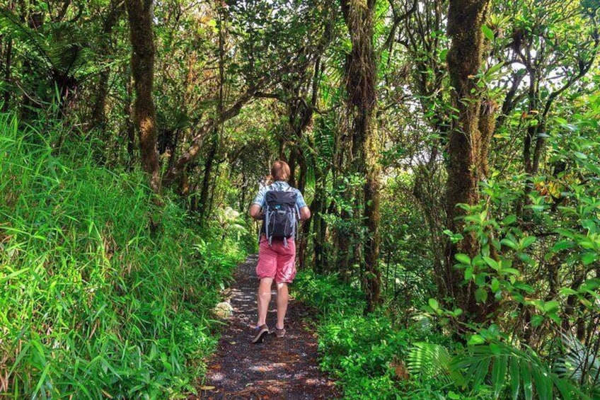 A person hiking on a narrow forest path surrounded by dense greenery. 2
