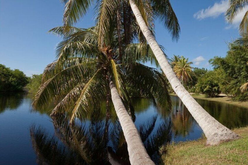A calm lake with palm trees reflecting in the water. 1