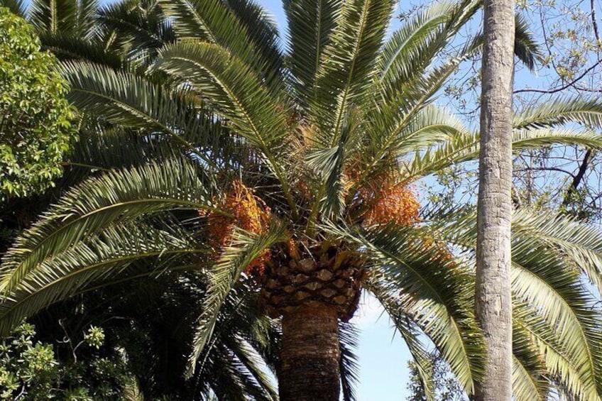 A palm tree with clusters of orange flowers and green fronds. 3