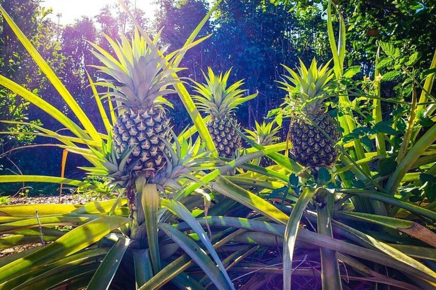 Ein Ananasstrauch mit mehreren Ananas Früchten in einem Garten. 2