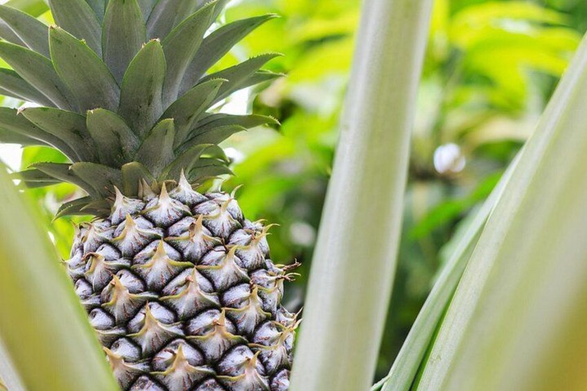 Eine Ananas, umgeben von grünem Blattwerk. 5