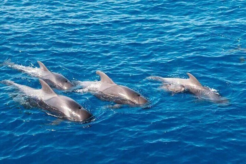 Delfini 5