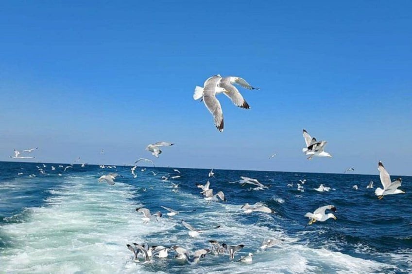 Seagulls flying over the ocean. 2
