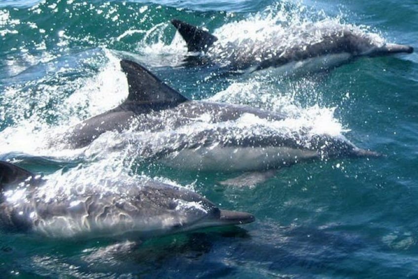 Dolphins swimming in the ocean. 4