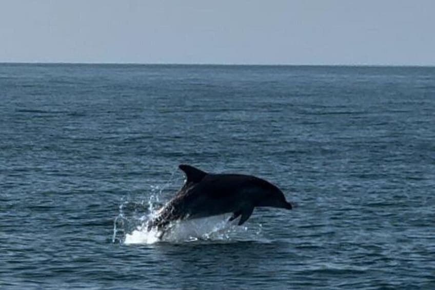 Delfino 5