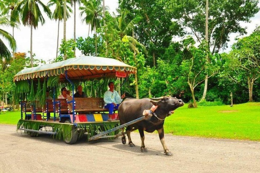 A horse-drawn carriage with passengers and a bull. 2