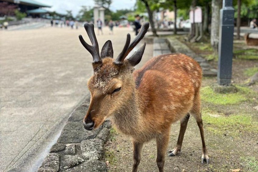 Saying hi to the locals! 1