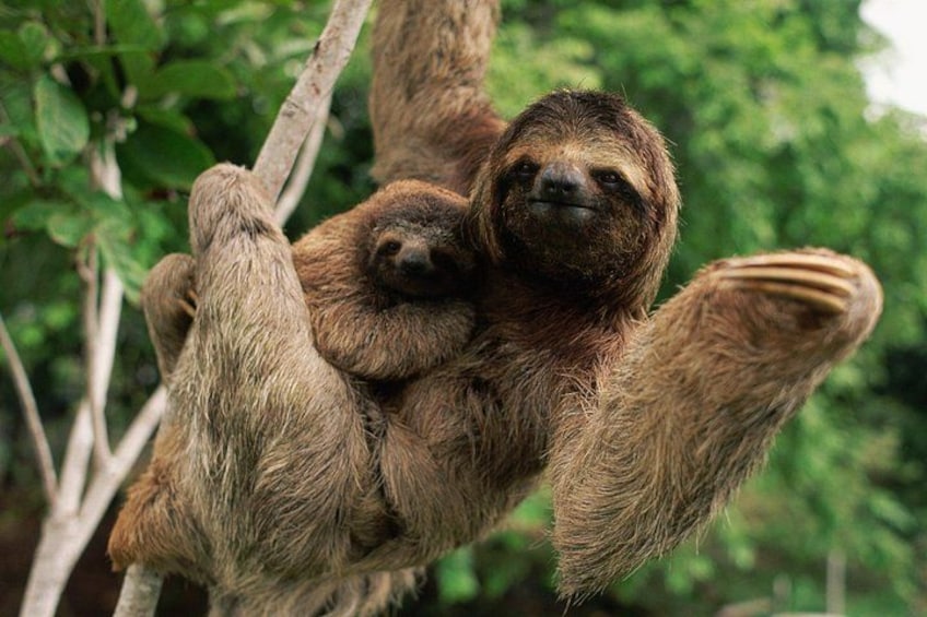 A sloth hanging from a tree branch. 2