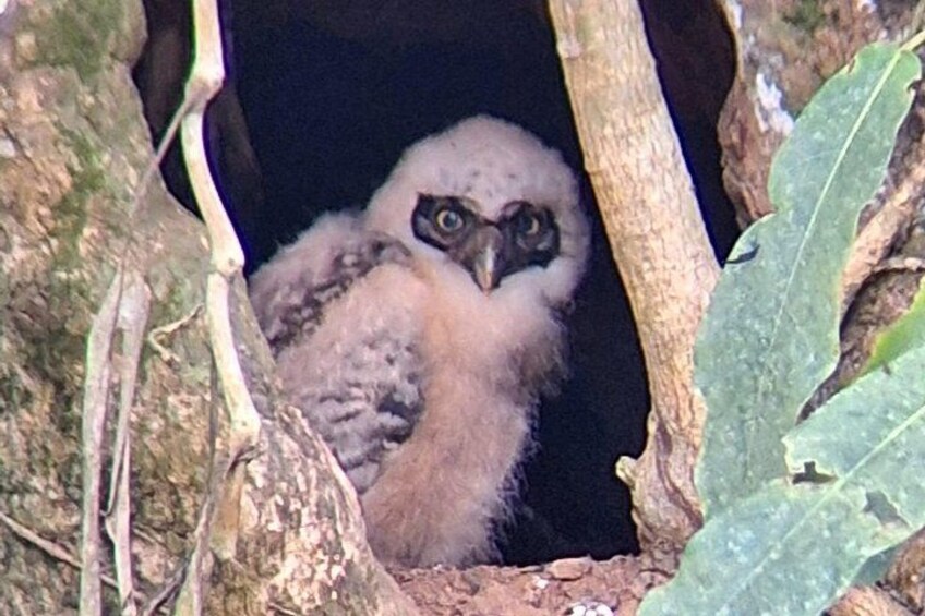 A bird nest with a chick inside. 3