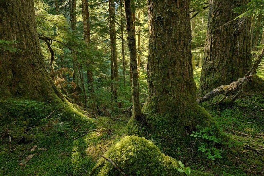 Ein dicht bewachsener Wald mit hoch aufragenden Bäumen, moosbedeckten Stämmen und einem Boden, der mit grünem Laub bedeckt ist. 2
