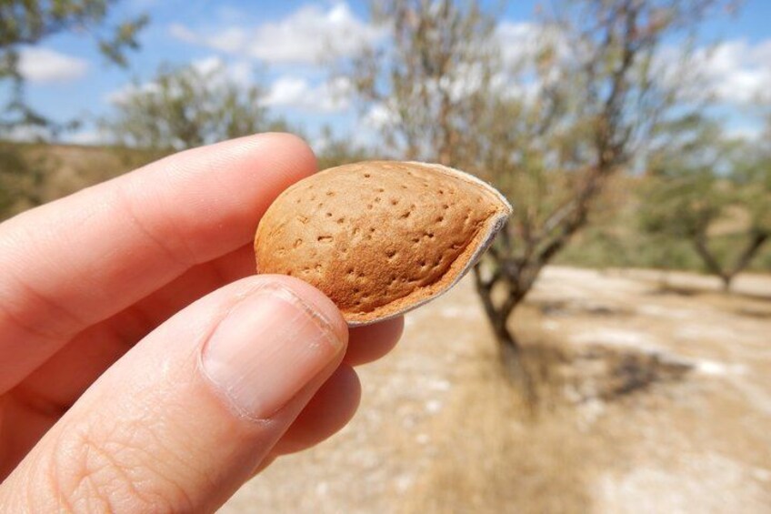 A hand holding a nut with a dry, arid landscape in the background. 3
