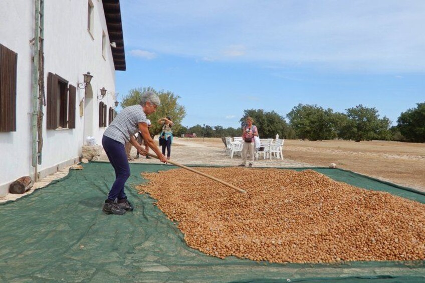 People processing olives on a farm. 4
