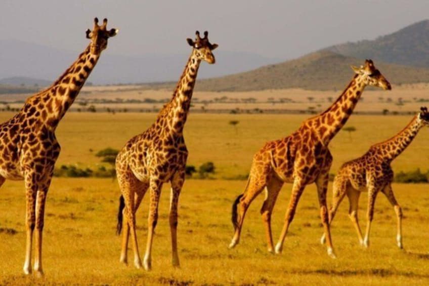 A group of giraffes in a grassy field with a mountain in the background. 1