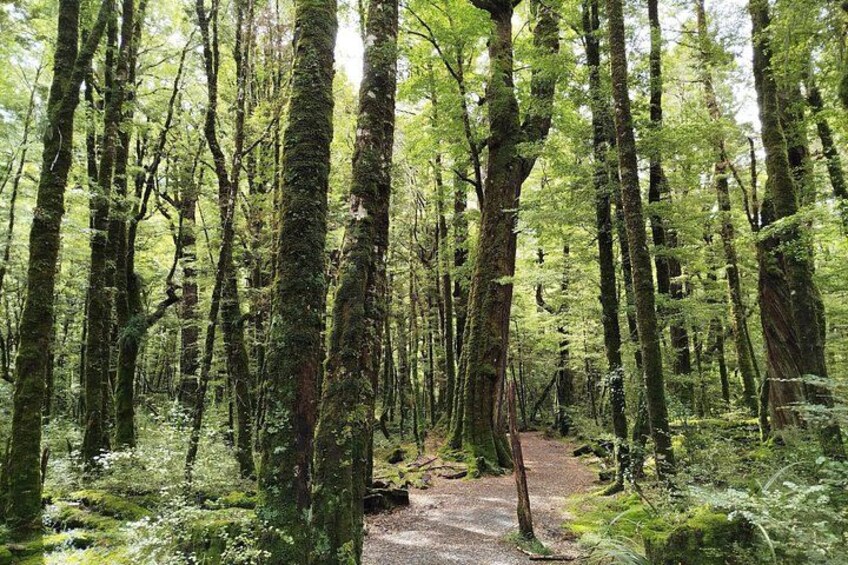 Une forêt avec de grands arbres et un sentier de terre. 5