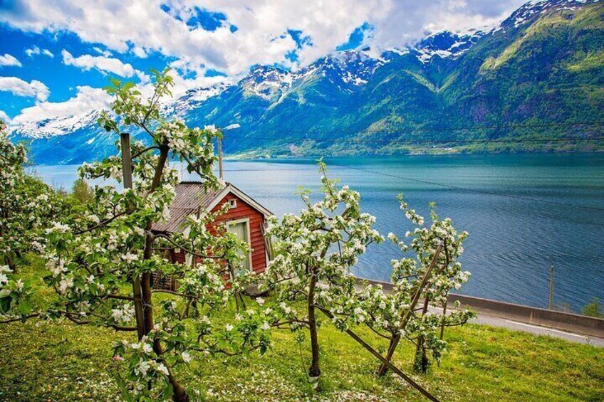 Full Day Private Tour Fjords and Waterfalls of Hardanger Norway 3