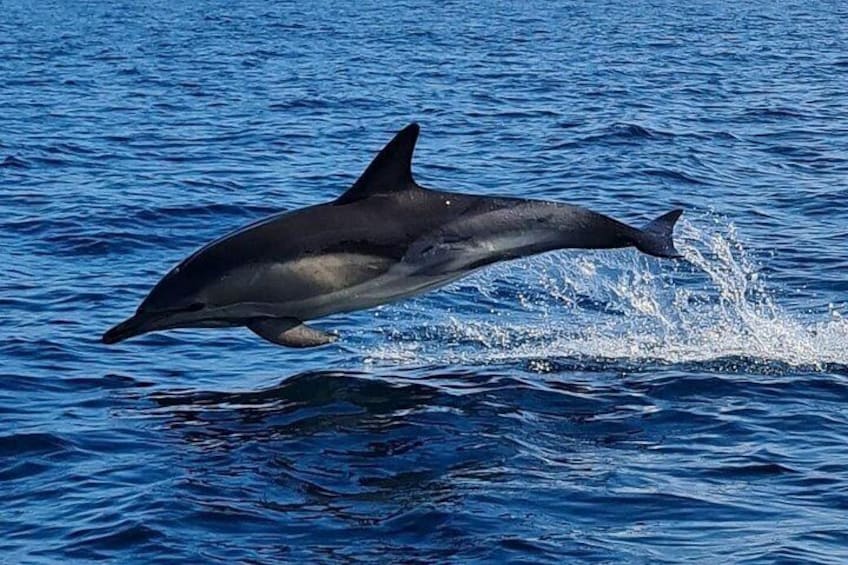 Dolphin Discovery Eco Tour 4