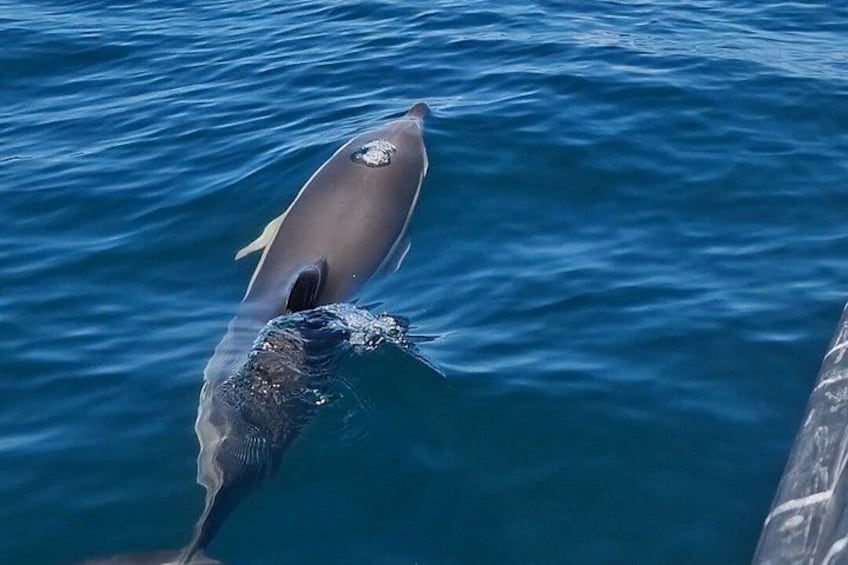 Dolphin Observation - Sesimbra - Authentic Experience 1