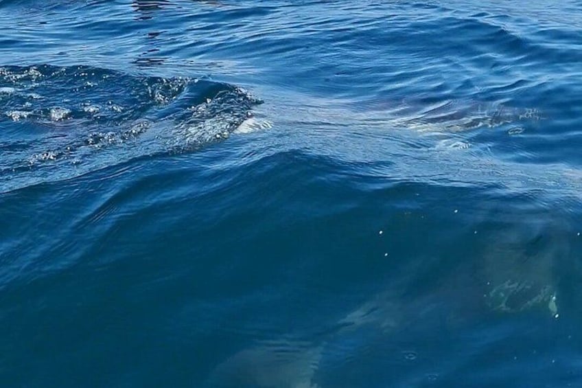 Dolphin Observation - Sesimbra - Authentic Experience 2