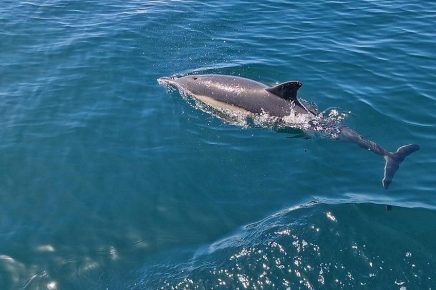 Dolphin Observation - Sesimbra - Authentic Experience 4