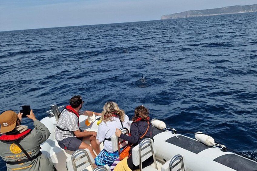 Dolphin Observation - Sesimbra - Authentic Experience 5