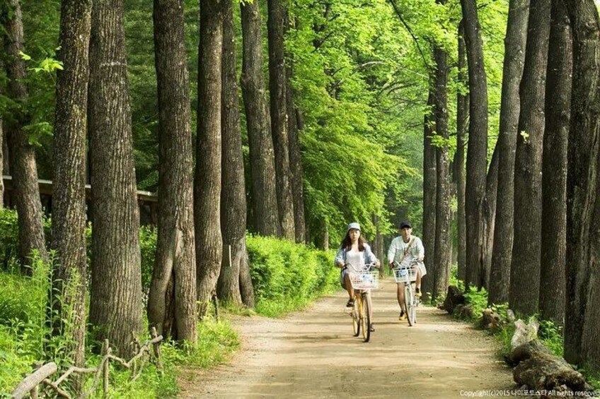 A forest path with tall trees and a dirt road. 5