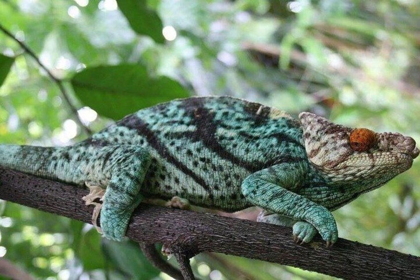 A chameleon on a branch in a green, leafy environment. 2