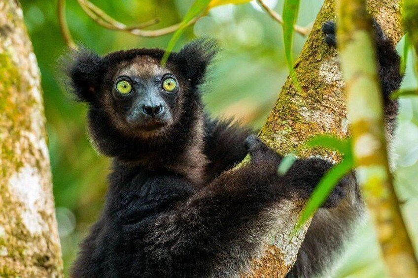 A lemur with large eyes and dark fur, clinging to a tree branch in a forest. 3