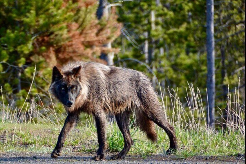 A wolf walking on a dirt path surrounded by grass and trees. 1