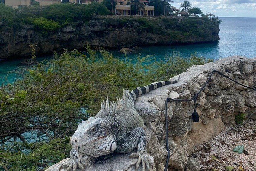 Una iguana grande sobre una roca, con un paisaje costero de fondo. 3