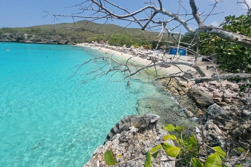 Grote knip 2