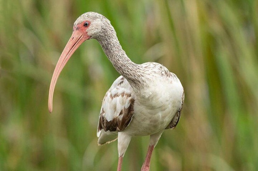 A bird with a long beak standing in a natural setting. 2