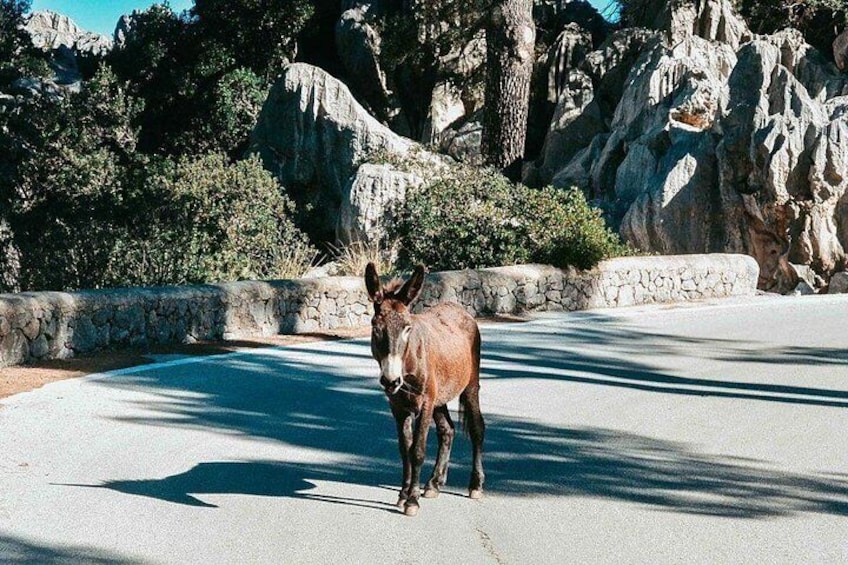 Tour Sa Calobra, Torrent de Pareis y Cala Tuent 4