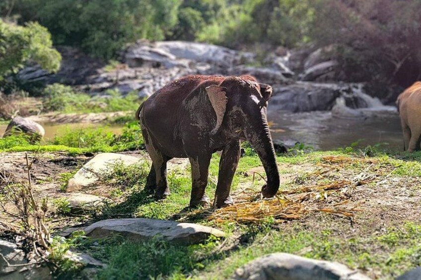 An elephant standing on a rocky terrain near a river. 3