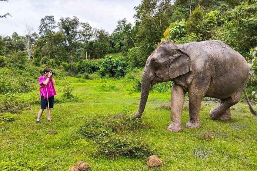 A person in a pink shirt taking a photo of an elephant in a grassy area with trees in the background. 4