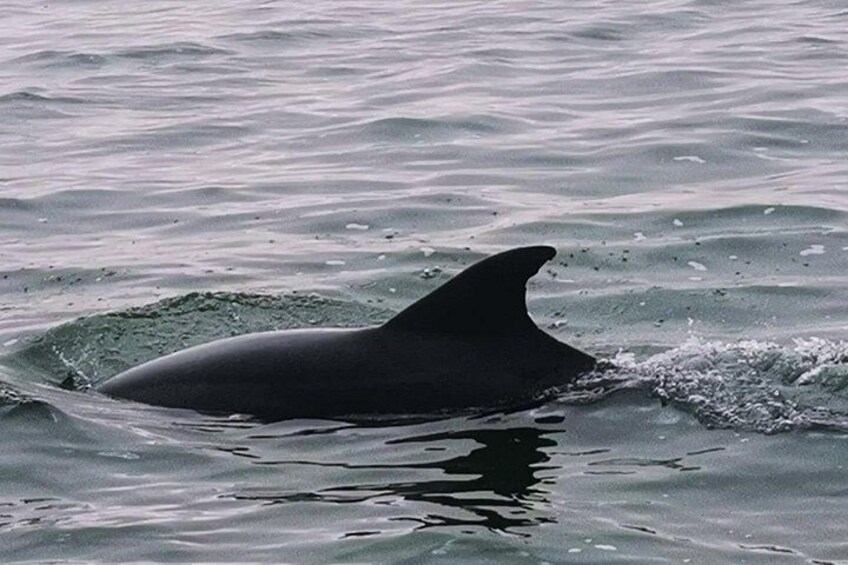 Dolphin & Seal Boat Cruise 1