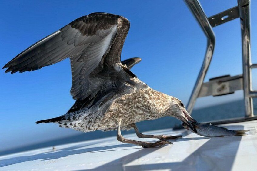 Dolphin & Seal Boat Cruise 5