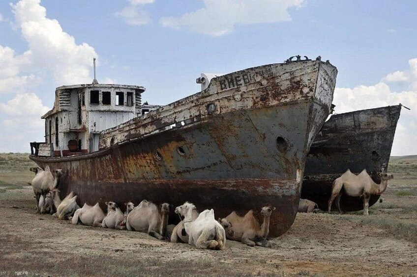 A rusted ship with camels on its deck. 2