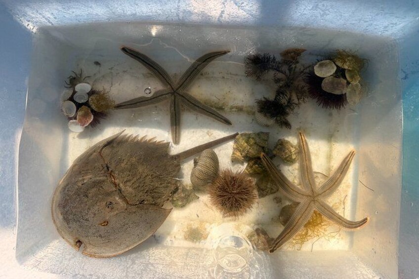 Een ondiepe waterbak met zeesterren, schelpen en zeewier. 4
