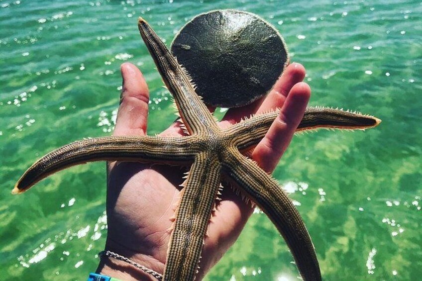 A hand holding a starfish with a clear blue water background. 4