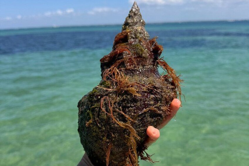 A conch shell held over clear turquoise water. 2