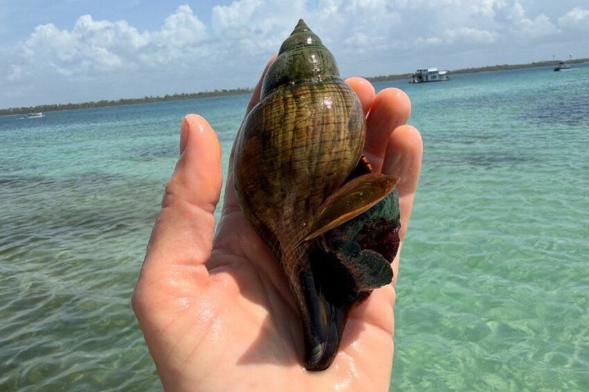 Een hand vasthoudt een schelp, met een helder uitzicht op de oceaan en een boot op de achtergrond. 2